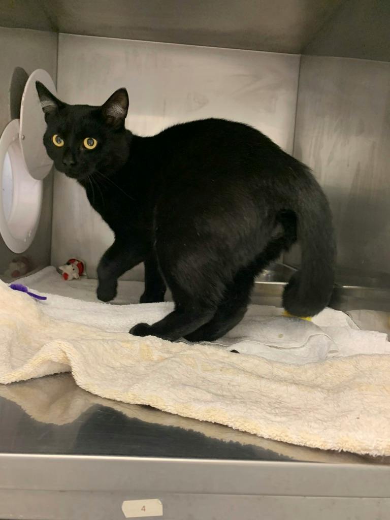 Hayden, a 1 year old Black Male Domestic Short Hair Cat