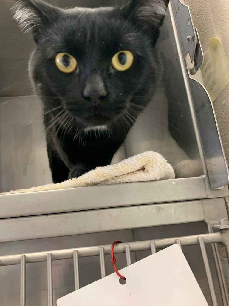 Hayden, a 1 year old Black Male Domestic Short Hair Cat