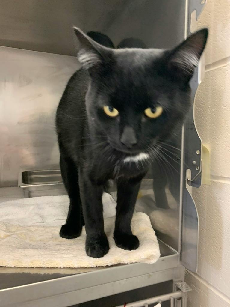 Hayden, a 1 year old Black Male Domestic Short Hair Cat