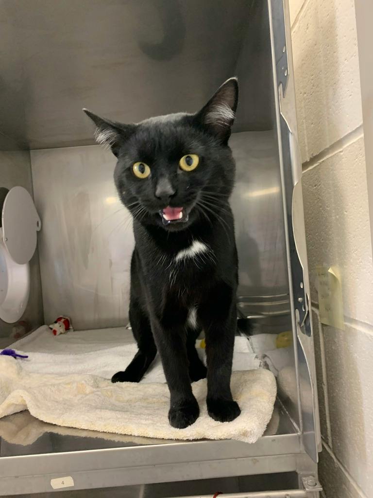 Hayden, a 1 year old Black Male Domestic Short Hair Cat