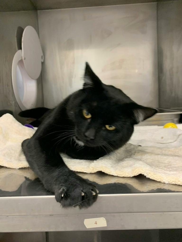 Hayden, a 1 year old Black Male Domestic Short Hair Cat