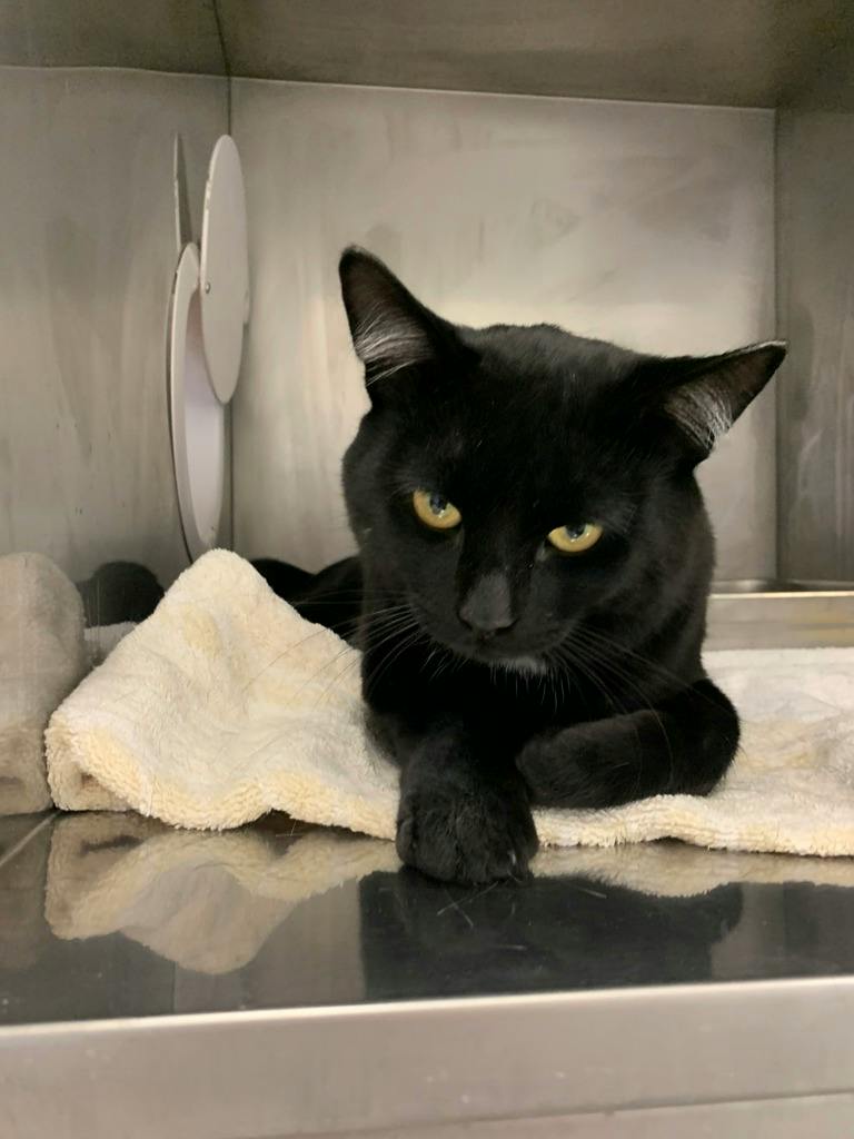 Hayden, a 1 year old Black Male Domestic Short Hair Cat