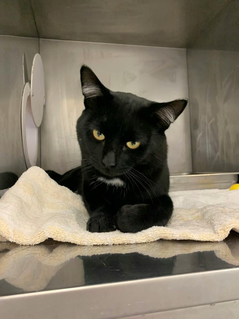 Hayden, a 1 year old Black Male Domestic Short Hair Cat