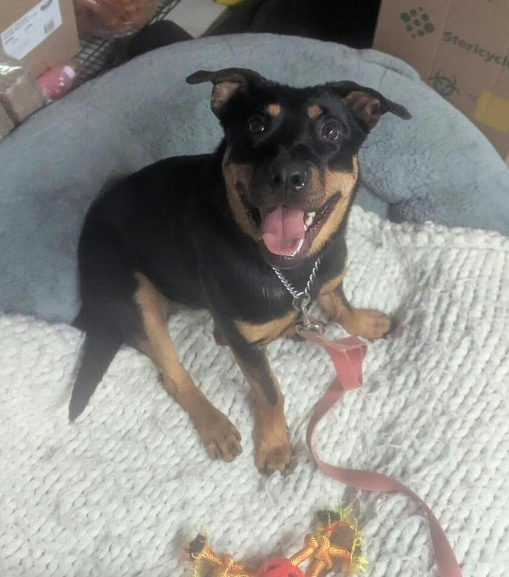 Theodora, a 1 year old Black Female Rottweiler Dog