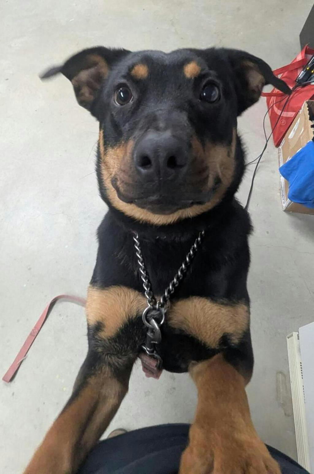 Theodora, a 1 year old Black Female Rottweiler Dog