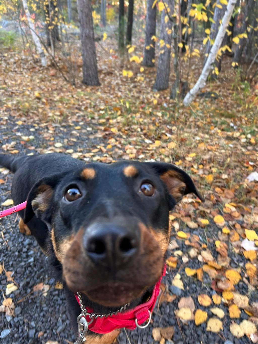 Theodora, a 1 year old Black Female Rottweiler Dog