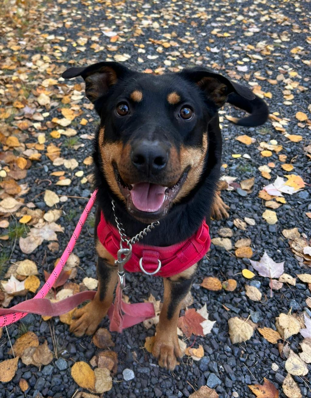 Theodora, a 1 year old Black Female Rottweiler Dog