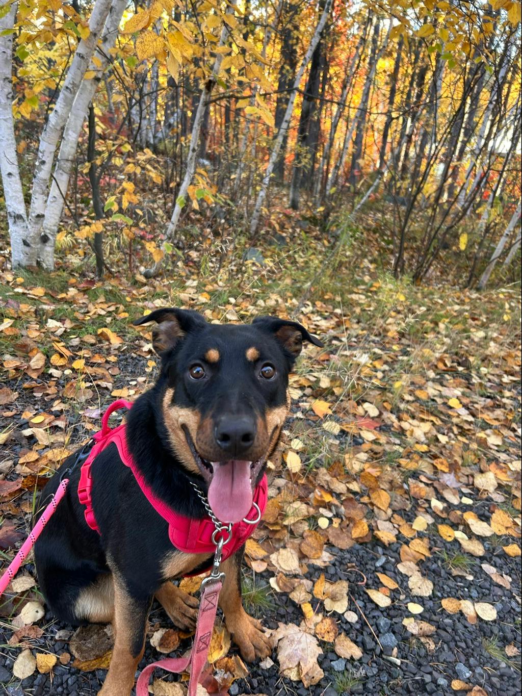 Theodora, a 1 year old Black Female Rottweiler Dog