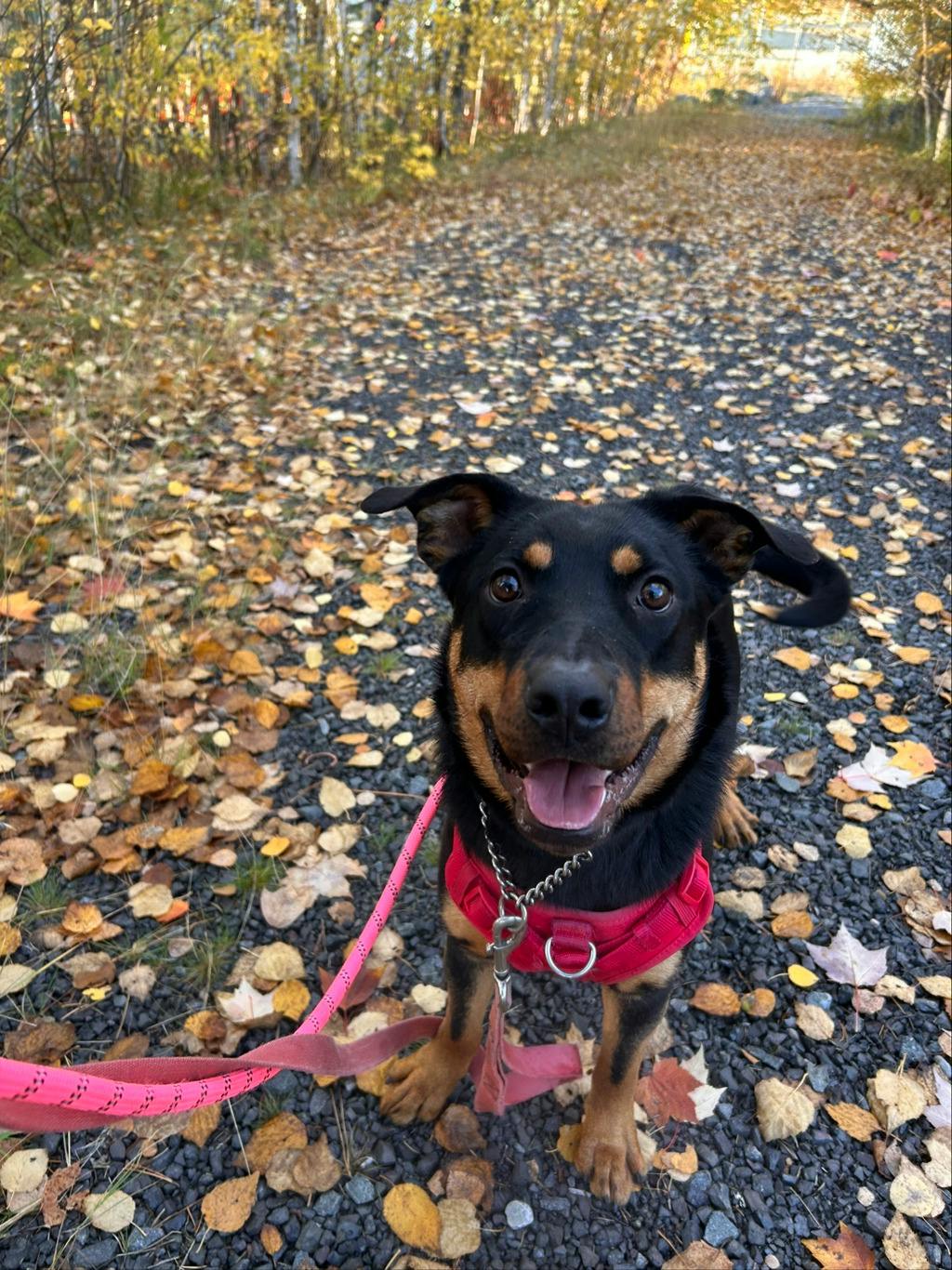 Theodora, a 1 year old Black Female Rottweiler Dog