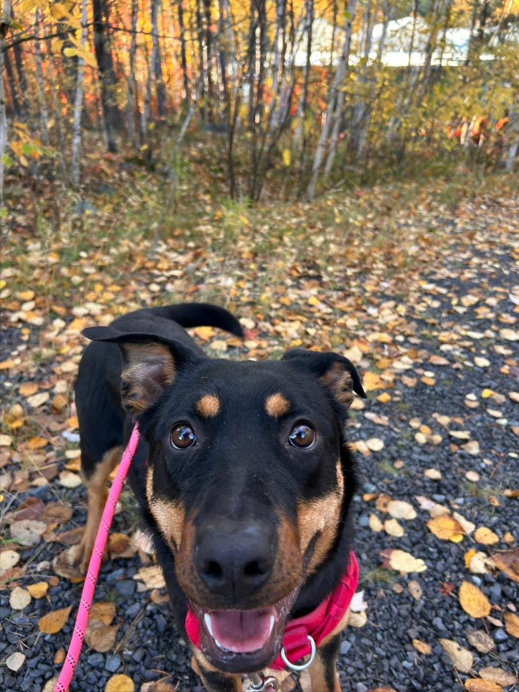 Theodora, a 1 year old Black Female Rottweiler Dog
