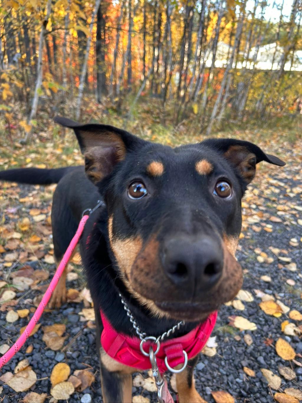 Theodora, a 1 year old Black Female Rottweiler Dog