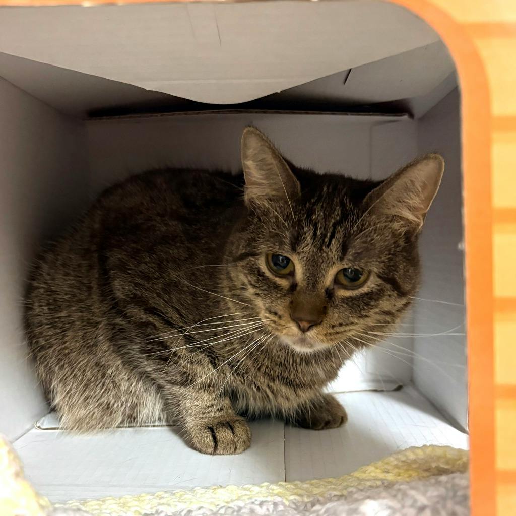 Bright Eyes, a 1 year and 4 months old Cinnamon Ticked Female Domestic Short Hair Cat