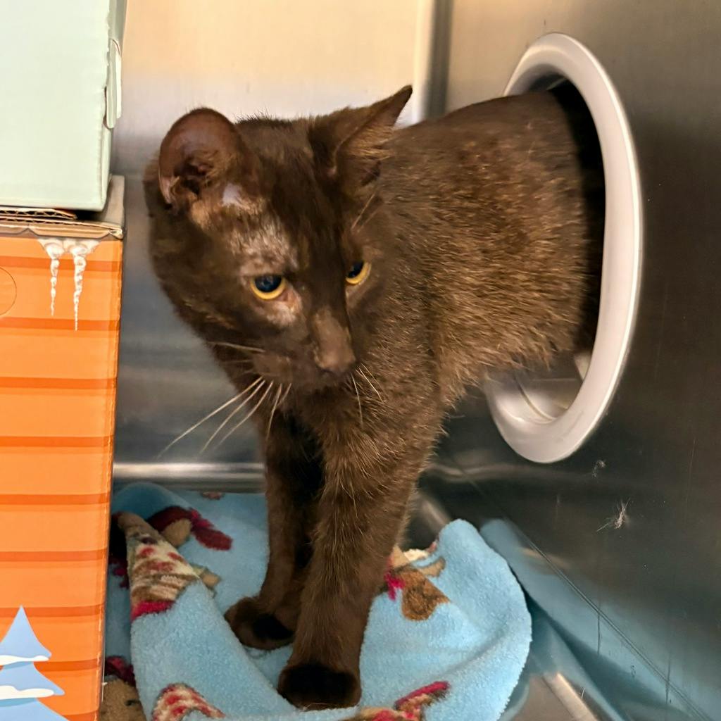 Mimic (@ Petsmart Huntsville), a 2 years and 4 months old Brown Male Domestic Short Hair Cat