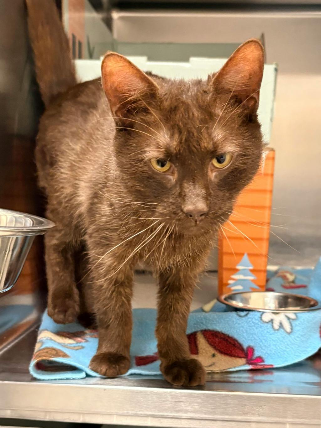 Mimic (@ Petsmart Huntsville), a 2 years and 4 months old Brown Male Domestic Short Hair Cat