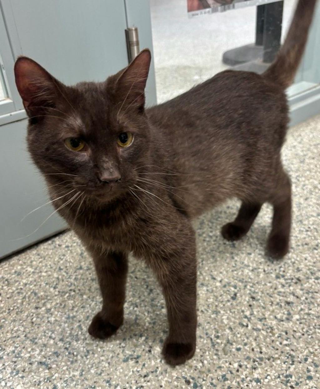Mimic, a 2 years and 4 months old Brown Male Domestic Short Hair Cat