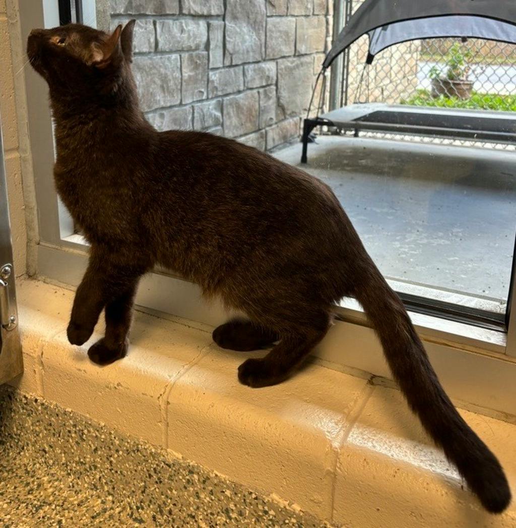 Mimic, a 2 years and 4 months old Brown Male Domestic Short Hair Cat