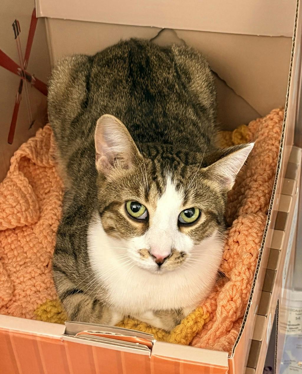 Smelt (@ Petsmart Huntsville), a 6 months old Brown Tabby Male Domestic Short Hair Cat