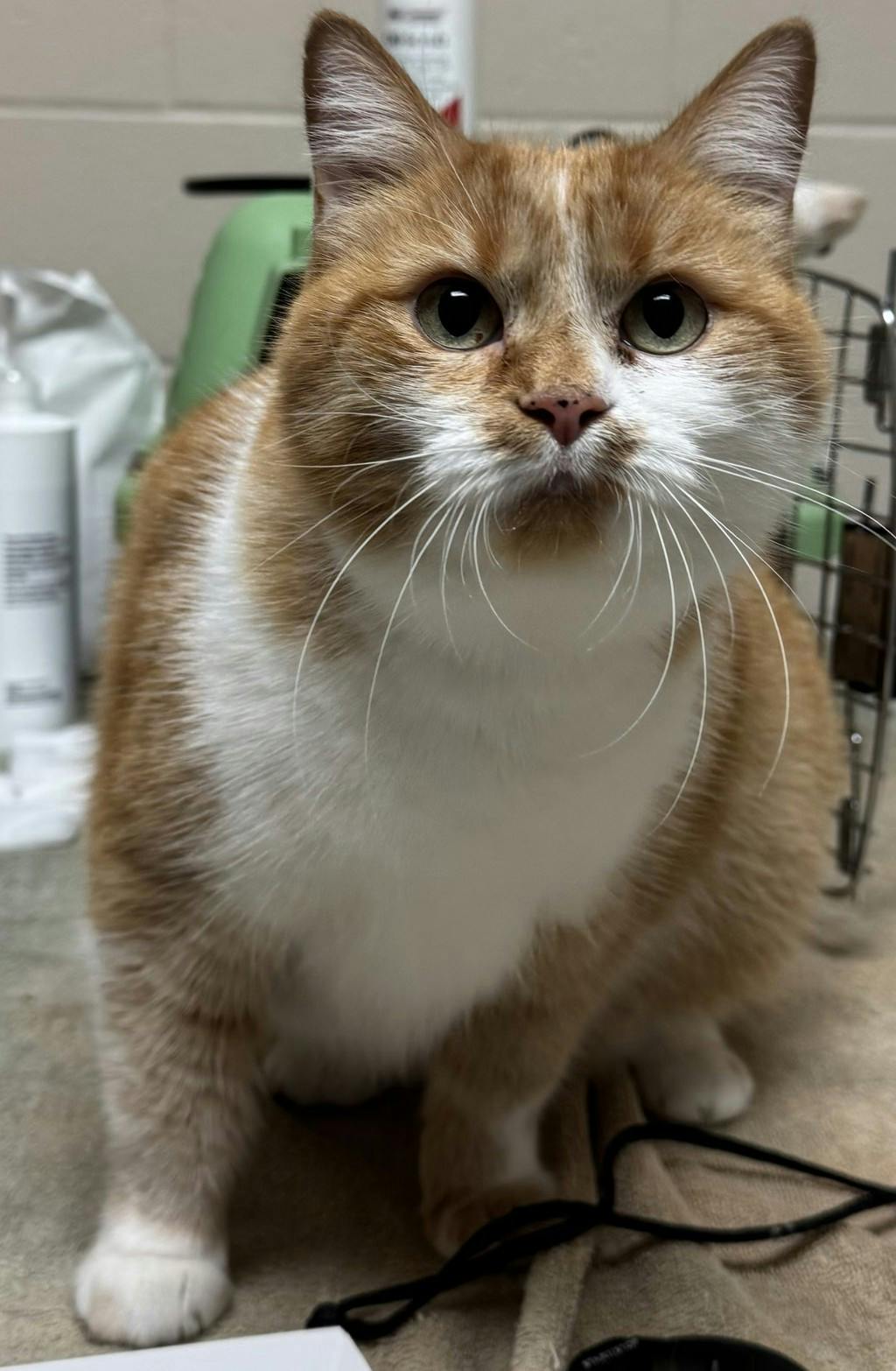 Spark, a 4 years and 5 months old Orange Tabby Female Domestic Short Hair Cat