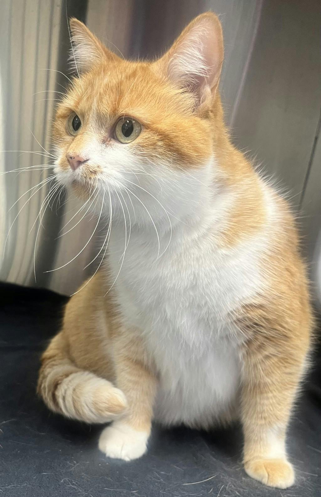 Spark, a 4 years and 5 months old Orange Tabby Female Domestic Short Hair Cat