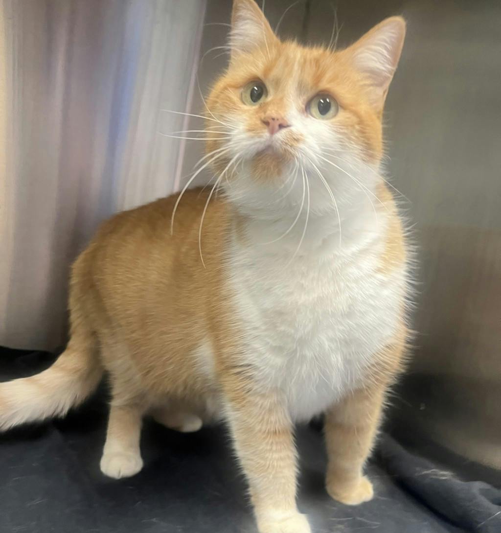 Spark, a 4 years and 5 months old Orange Tabby Female Domestic Short Hair Cat