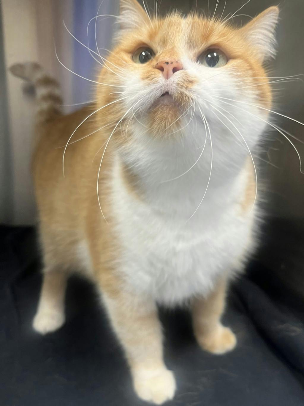 Spark, a 4 years and 5 months old Orange Tabby Female Domestic Short Hair Cat