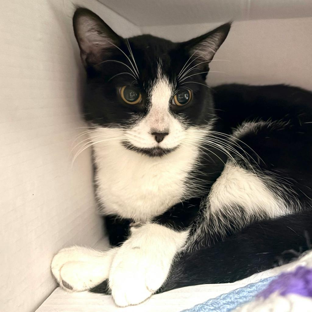 George Feeny, a 1 year and 4 months old Black Male Domestic Short Hair Cat