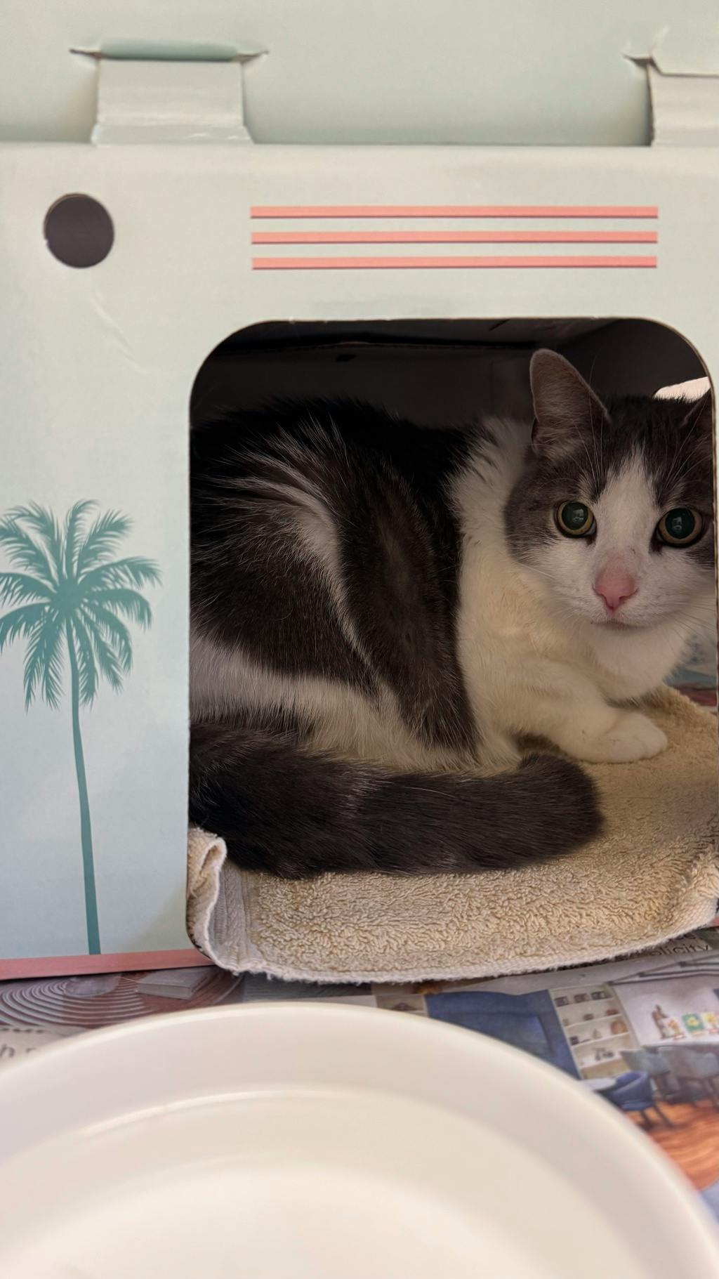 Coachella, a 2 years and 4 months old White Female Domestic Short Hair Cat