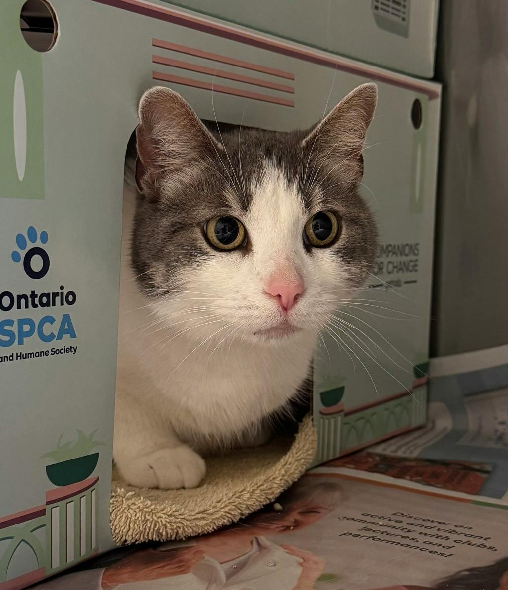 Coachella, a 2 years and 4 months old White Female Domestic Short Hair Cat