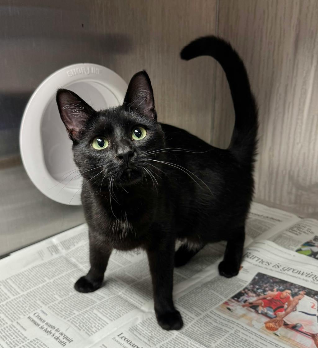 Sesame (@ Petsmart Huntsville), a 1 year and 3 months old Black Female Domestic Short Hair Cat