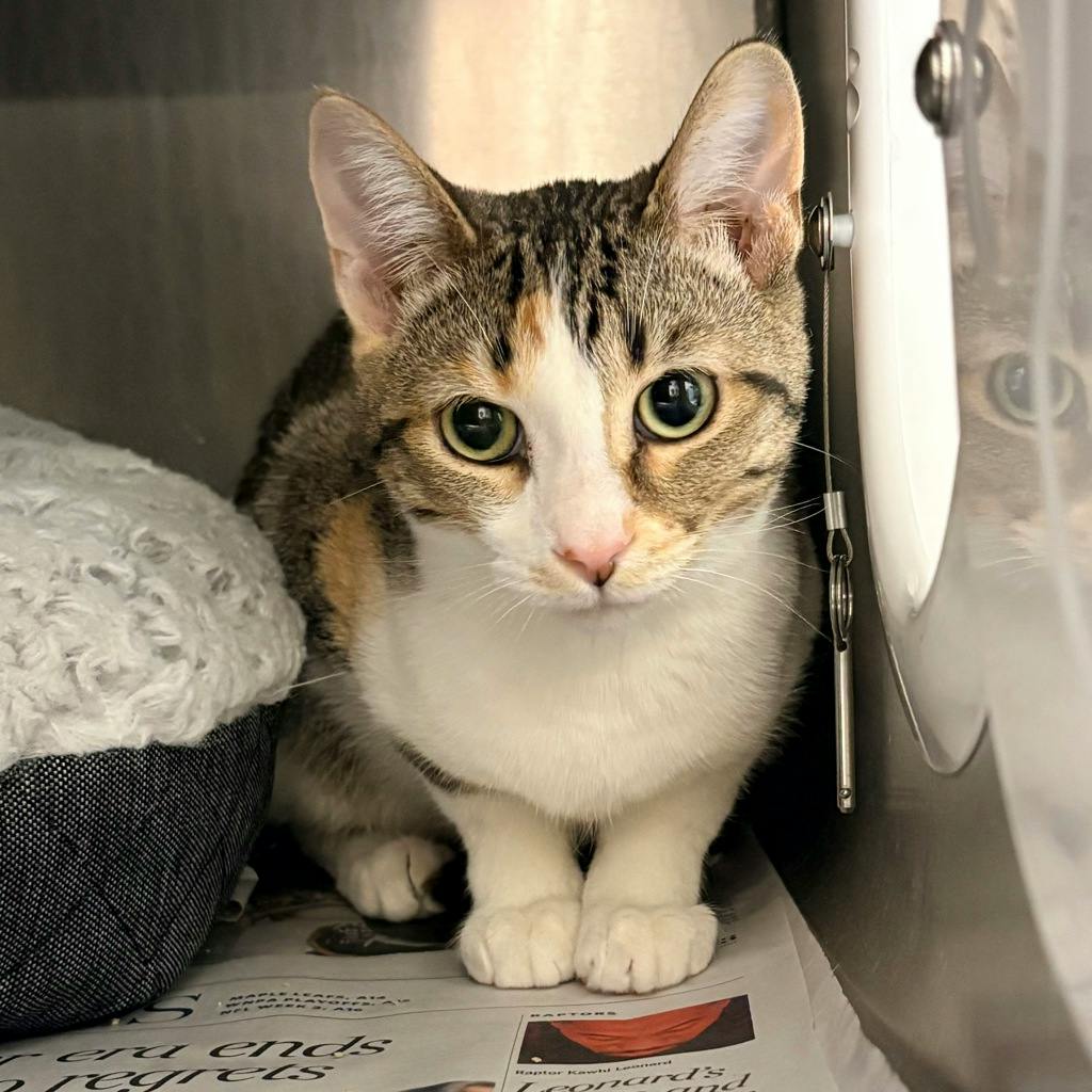 Pumpkin Seed, a 6 months old Tortoiseshell Female Domestic Short Hair Cat