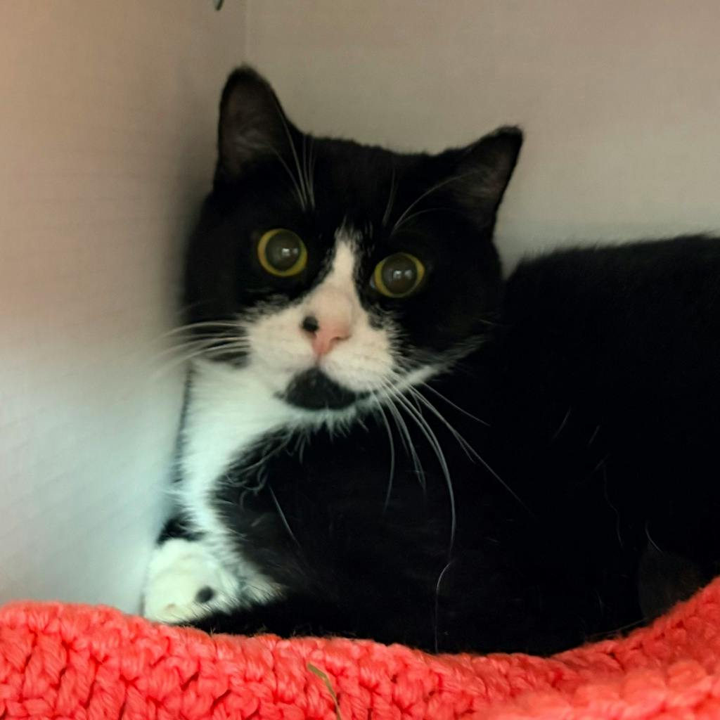 Blush, a 1 year and 4 months old Black Female Domestic Short Hair Cat