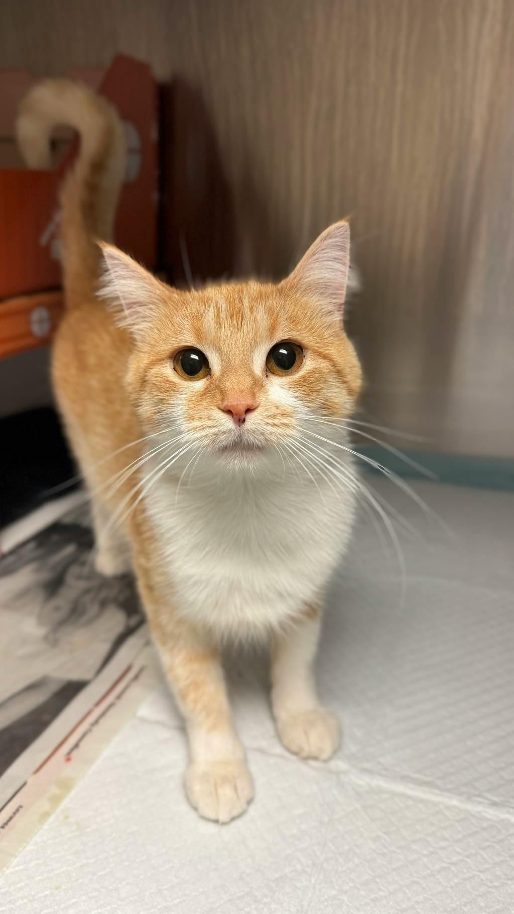 Croquette (@ Petsmart Huntsville), a 2 years and 1 month old Orange Tabby Female Domestic Short Hair Cat