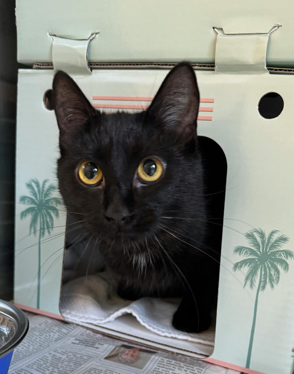Majesty, a 6 years and 4 months old Black Female Domestic Short Hair Cat