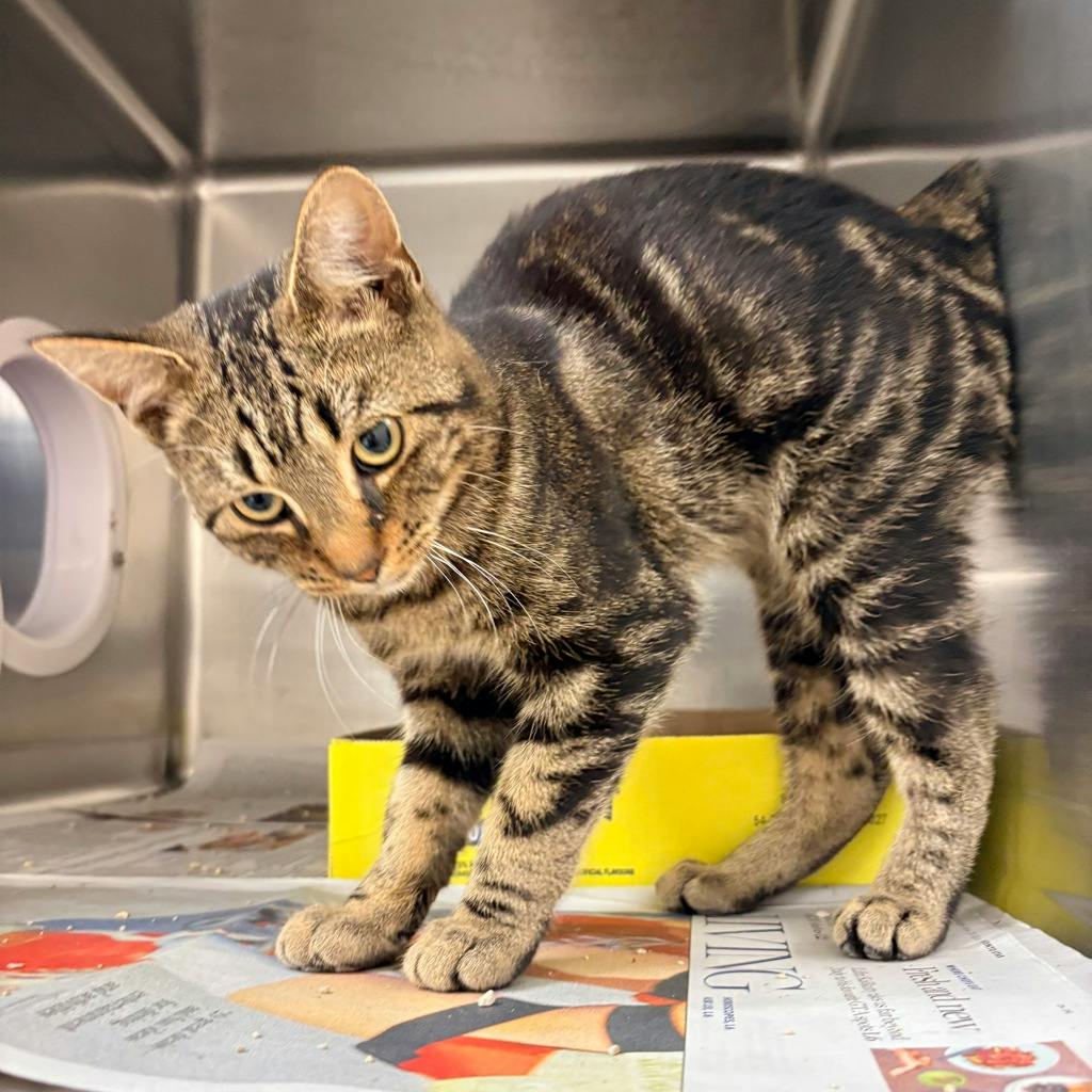 Burbot, a 6 months old Brown Tabby Male Domestic Short Hair Cat