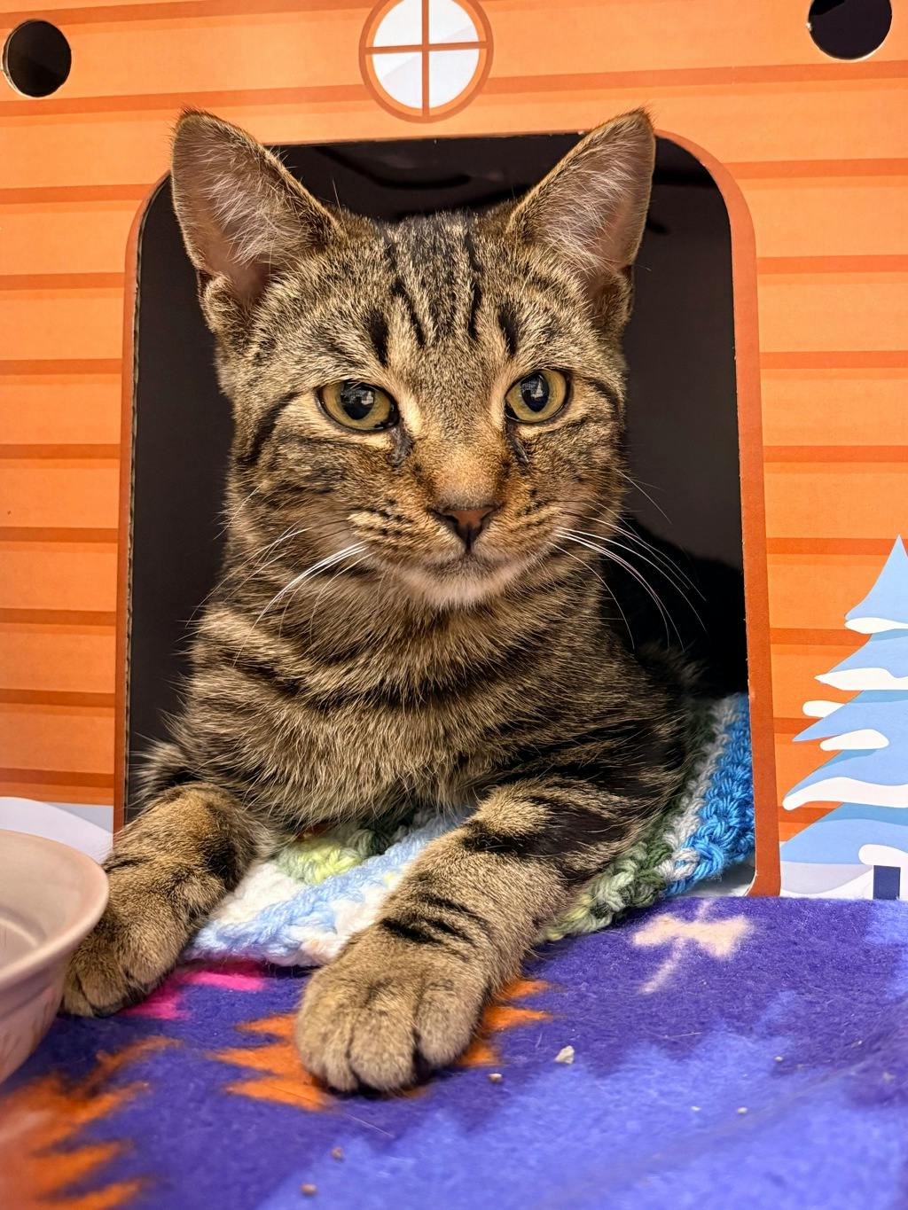 Burbot, a 6 months old Brown Tabby Male Domestic Short Hair Cat