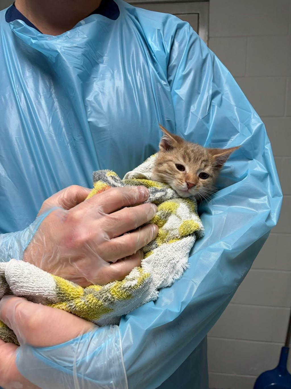 Speedbump, a 12 weeks old Orange Tabby Male Domestic Short Hair Kitten