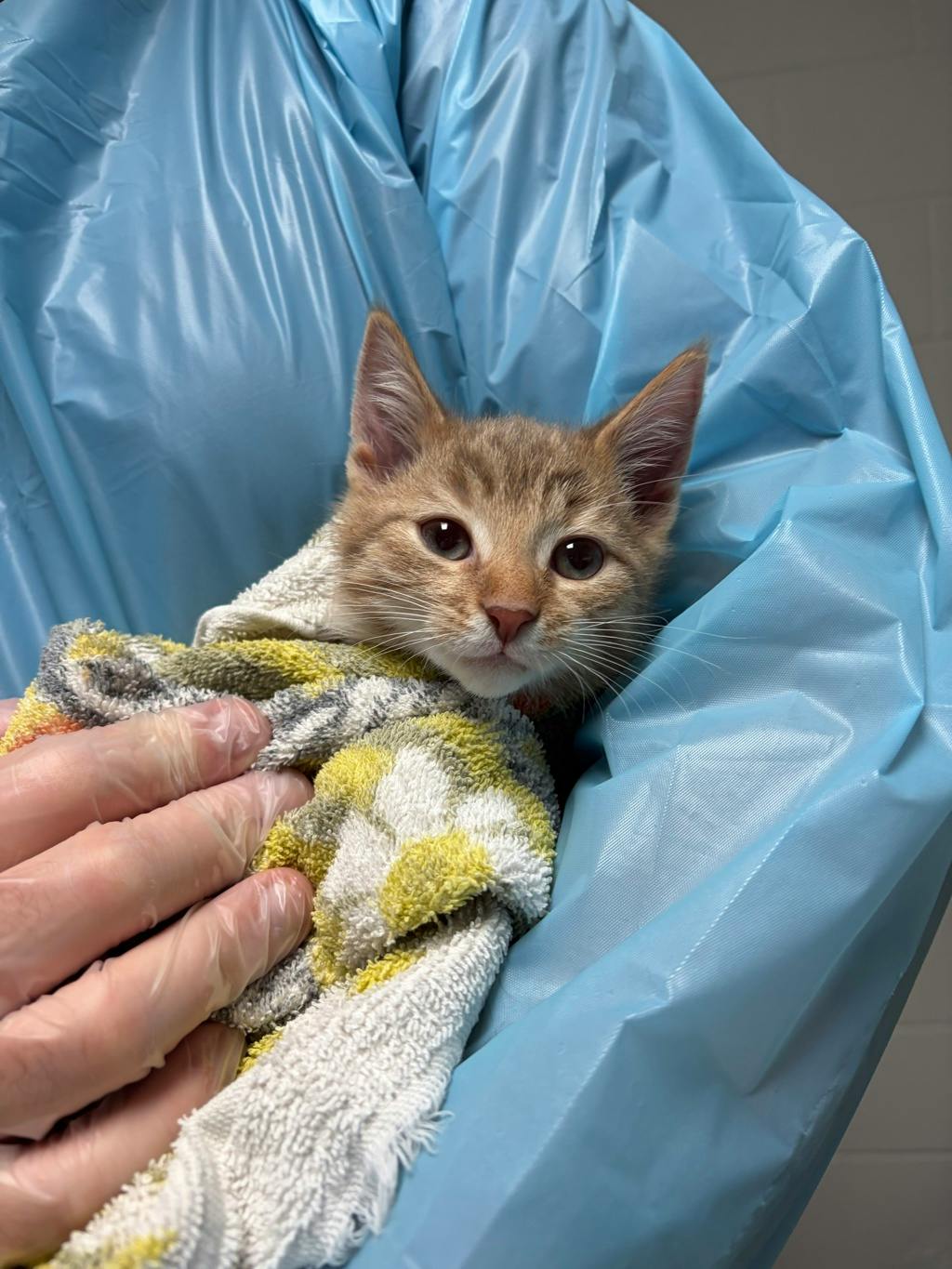 Speedbump, a 12 weeks old Orange Tabby Male Domestic Short Hair Kitten