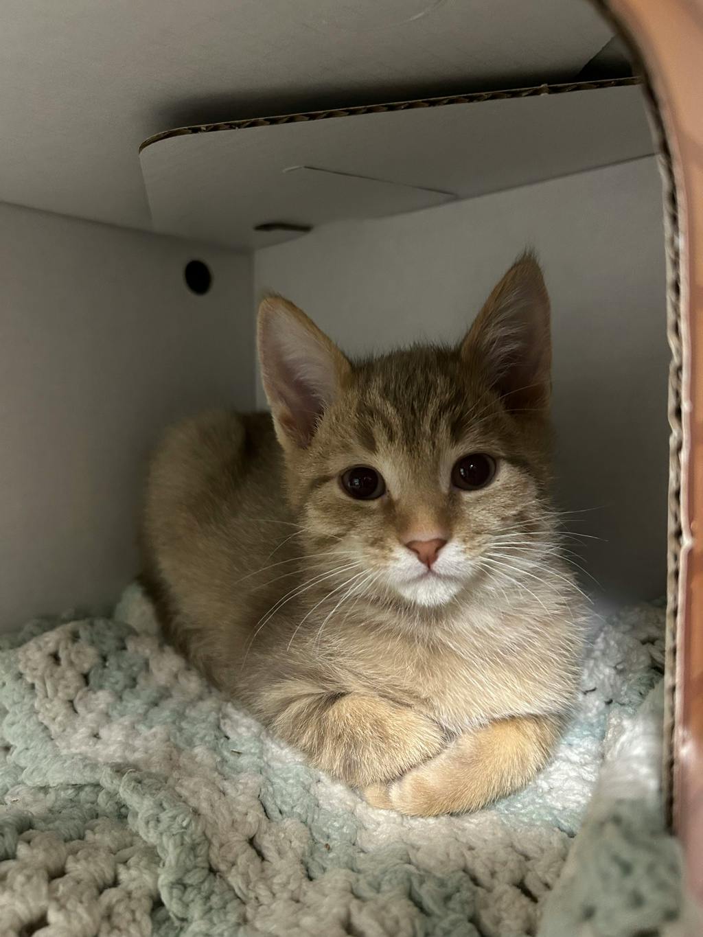 Speedbump, a 12 weeks old Orange Tabby Male Domestic Short Hair Kitten