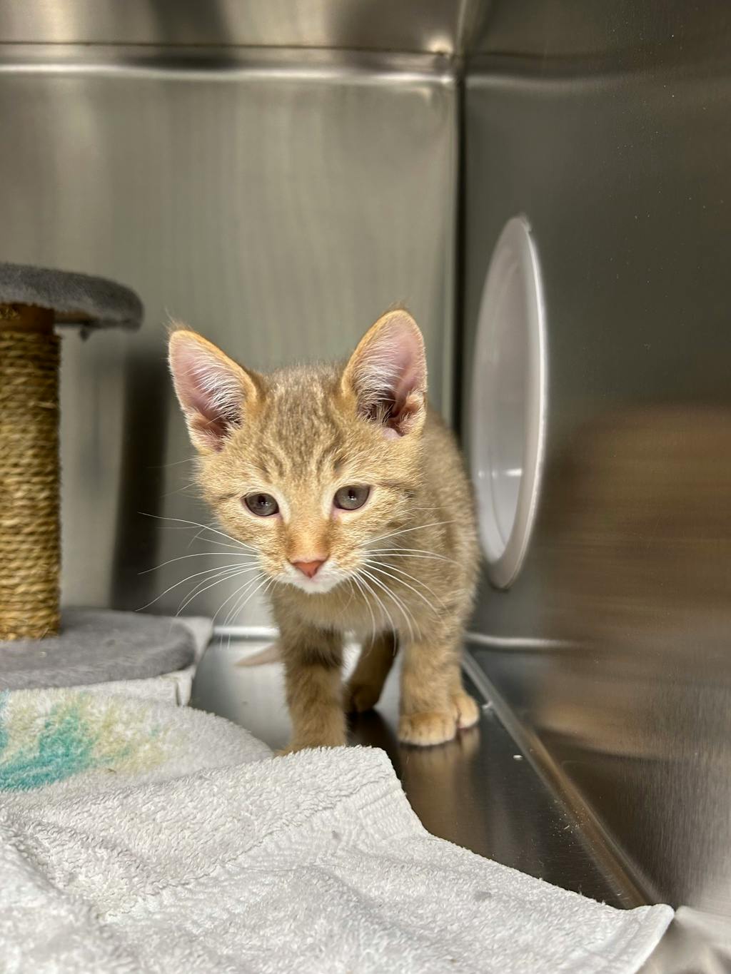 Speedbump, a 12 weeks old Orange Tabby Male Domestic Short Hair Kitten