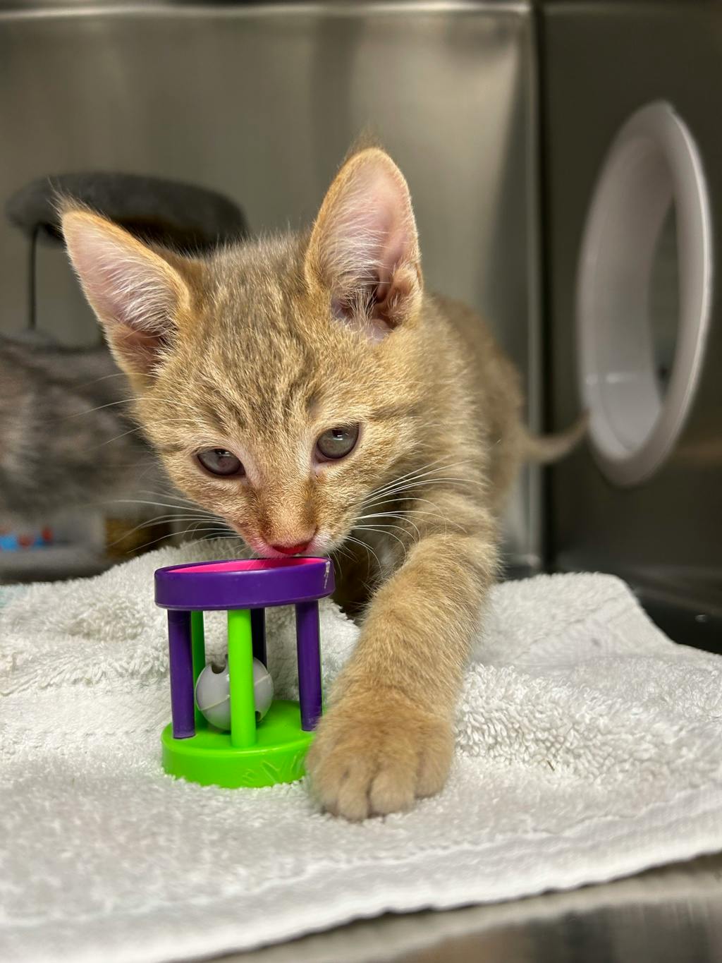 Speedbump, a 12 weeks old Orange Tabby Male Domestic Short Hair Kitten