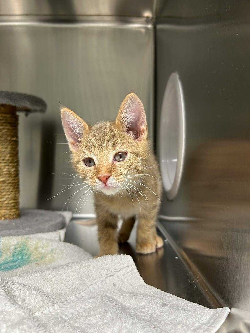 Speedbump, a 12 weeks old Orange Tabby Male Domestic Short Hair Kitten