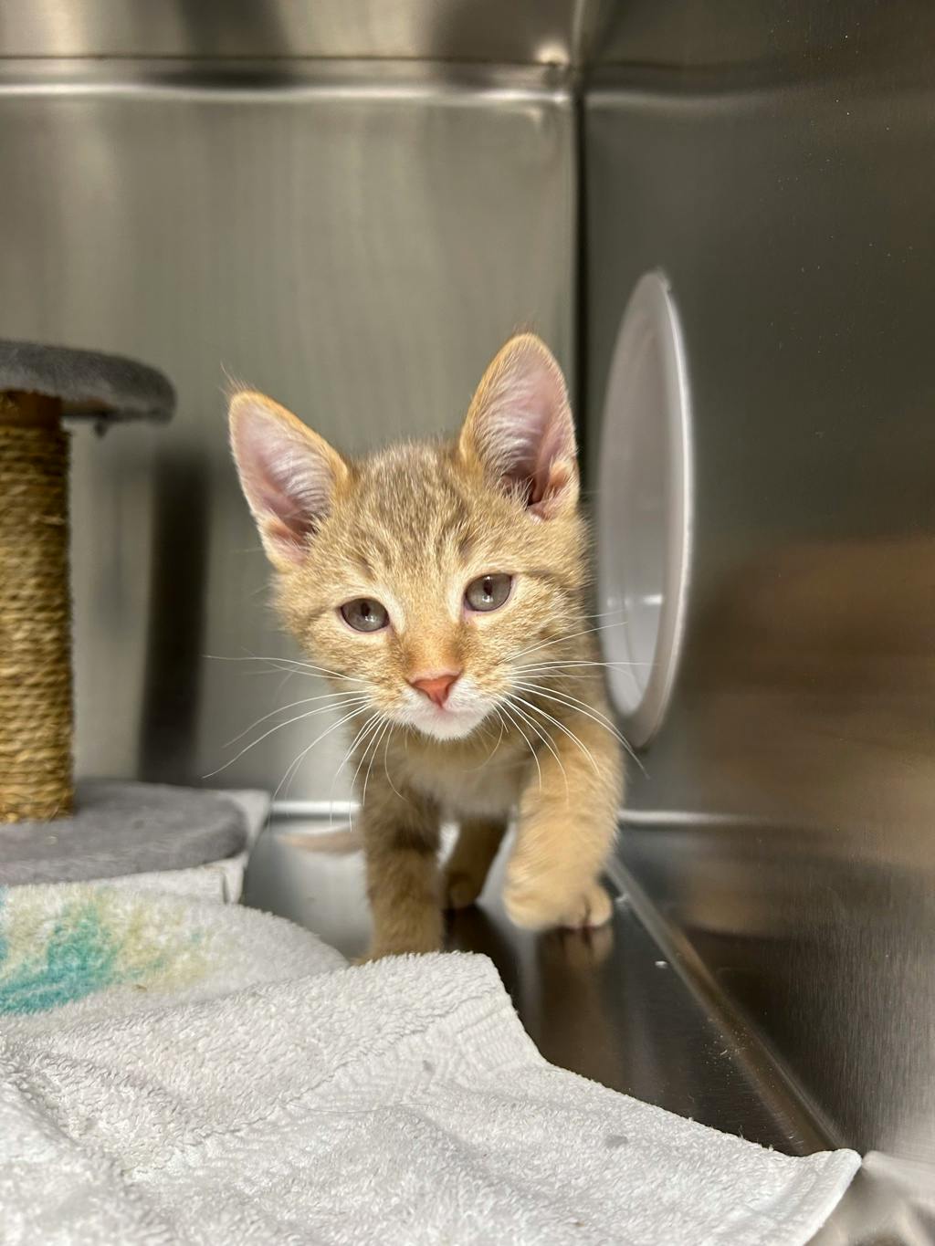 Speedbump, a 12 weeks old Orange Tabby Male Domestic Short Hair Kitten