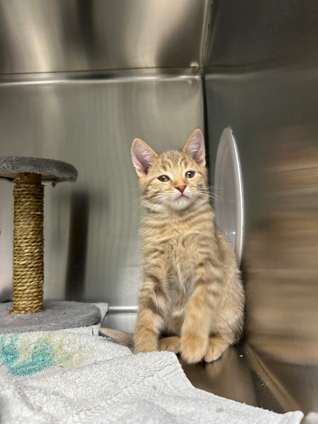 Speedbump, a 12 weeks old Orange Tabby Male Domestic Short Hair Kitten