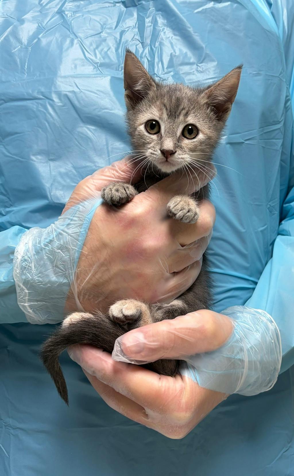 Pothole, a 12 weeks old Brown Tabby Female Domestic Short Hair Kitten