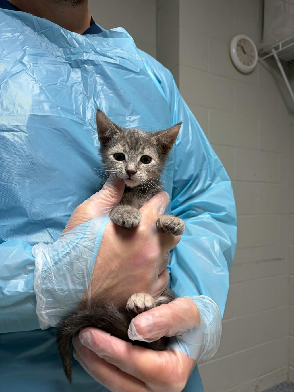 Pothole, a 12 weeks old Brown Tabby Female Domestic Short Hair Kitten