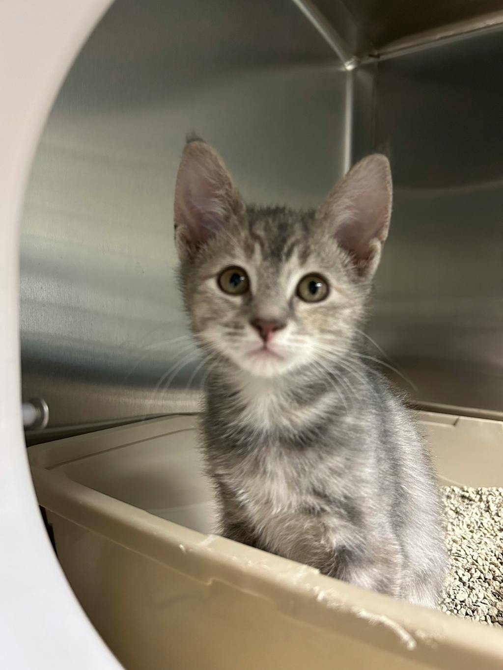 Pothole, a 12 weeks old Brown Tabby Female Domestic Short Hair Kitten