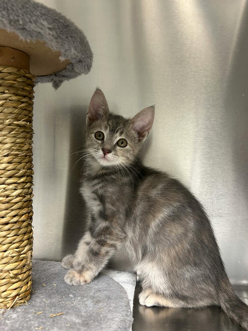 Pothole, a 12 weeks old Brown Tabby Female Domestic Short Hair Kitten