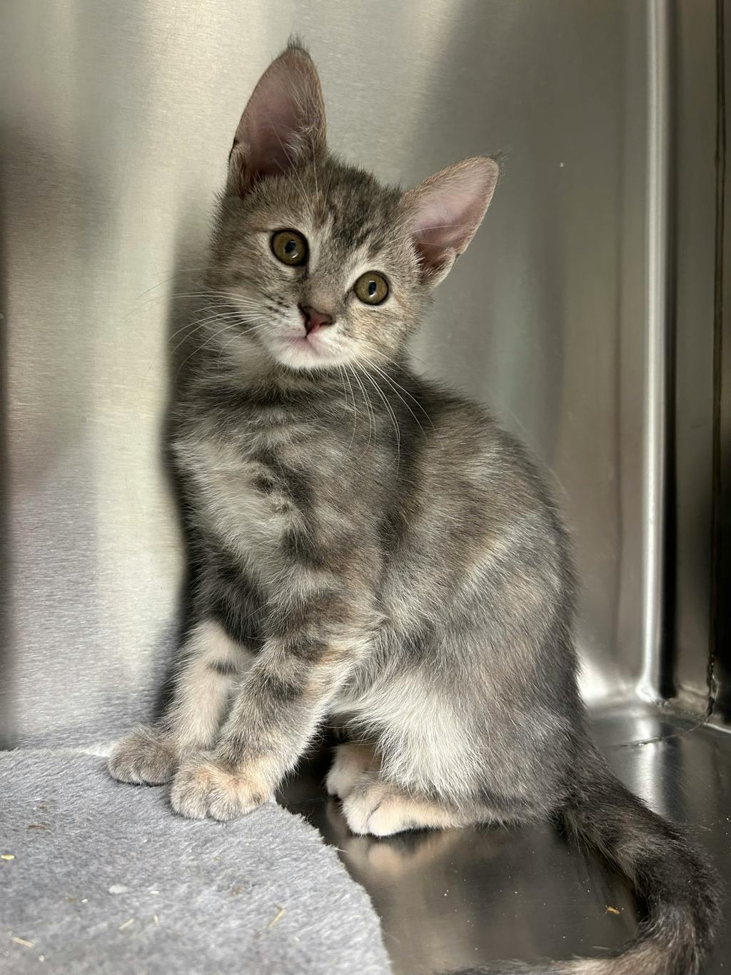 Pothole, a 12 weeks old Brown Tabby Female Domestic Short Hair Kitten