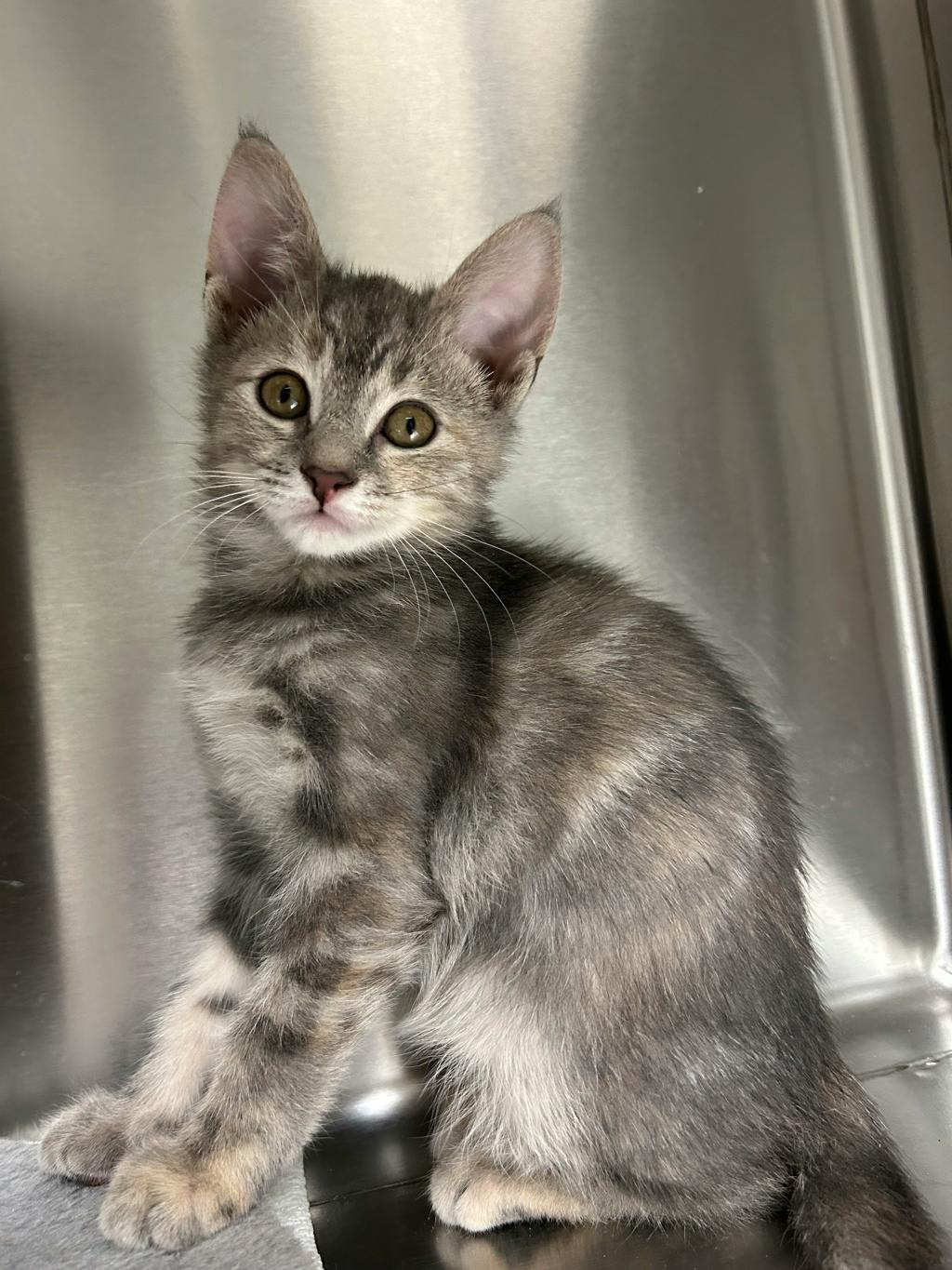 Pothole, a 12 weeks old Brown Tabby Female Domestic Short Hair Kitten