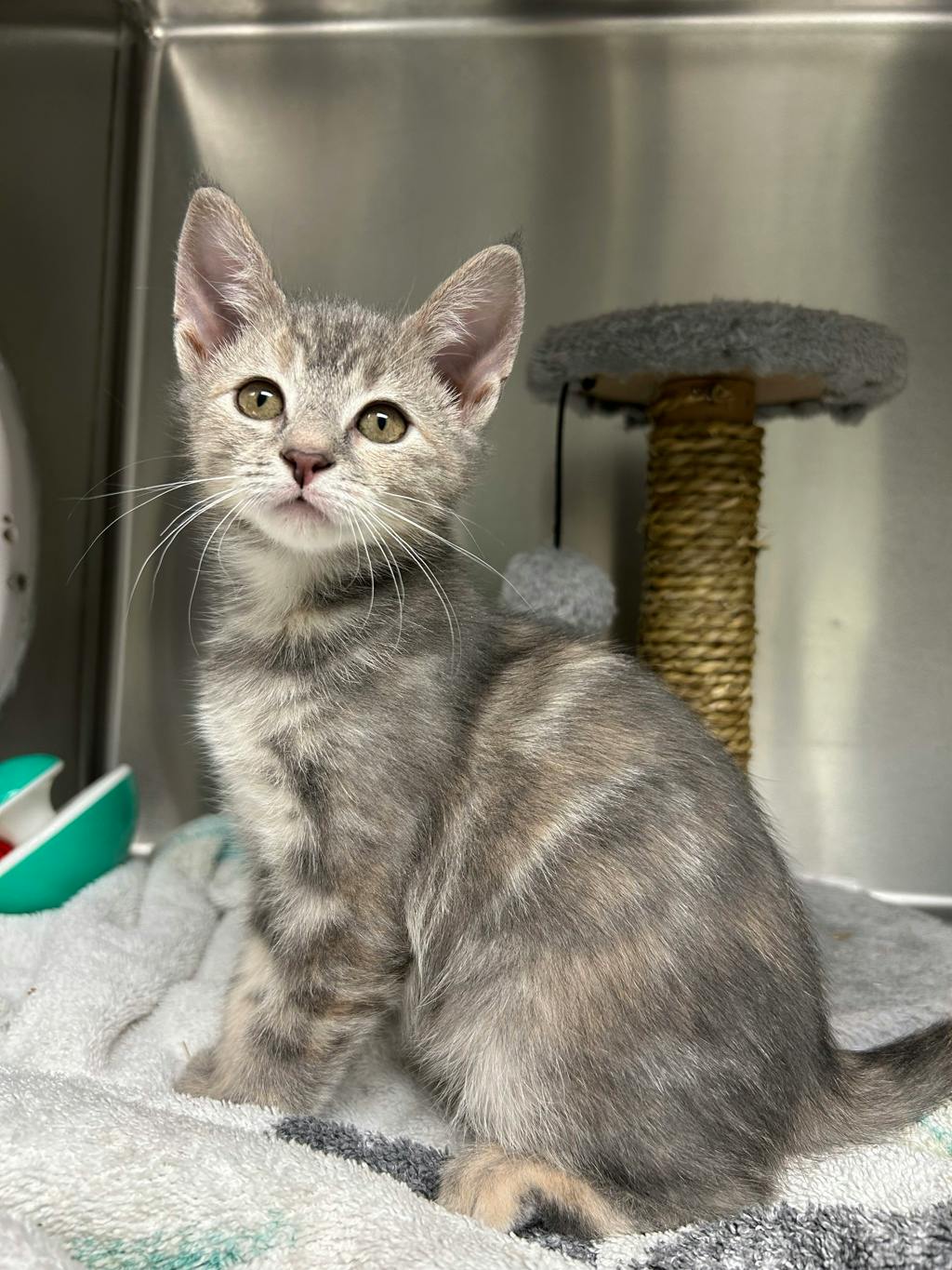 Pothole, a 12 weeks old Brown Tabby Female Domestic Short Hair Kitten